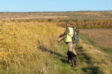 Alman bir drathaar ve spanyel ile avcılar, yansıtıcı yelek giymiş köpeklerle güvercin avlıyorlar.