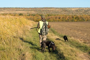 Alman bir drathaar ve spanyel ile avcılar, yansıtıcı yelek giymiş köpeklerle güvercin avlıyorlar.