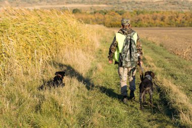 Alman bir drathaar ve spanyel ile avcılar, yansıtıcı yelek giymiş köpeklerle güvercin avlıyorlar.