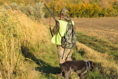 Alman bir drathaar ve spanyel ile avcılar, yansıtıcı yelek giymiş köpeklerle güvercin avlıyorlar.