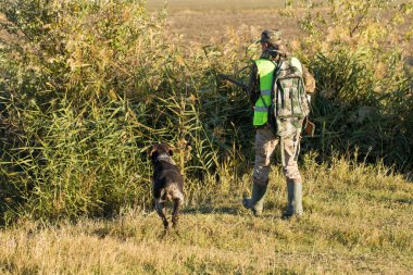 Alman bir drathaar ve spanyel ile avcılar, yansıtıcı yelek giymiş köpeklerle güvercin avlıyorlar.