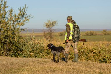 Alman bir drathaar ve spanyel ile avcılar, yansıtıcı yelek giymiş köpeklerle güvercin avlıyorlar.