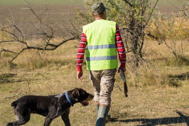 Alman bir drathaar ve spanyel ile avcılar, yansıtıcı yelek giymiş köpeklerle güvercin avlıyorlar.