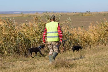 Alman bir drathaar ve spanyel ile avcılar, yansıtıcı yelek giymiş köpeklerle güvercin avlıyorlar.