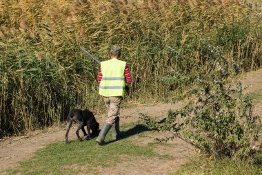Alman bir drathaar ve spanyel ile avcılar, yansıtıcı yelek giymiş köpeklerle güvercin avlıyorlar.