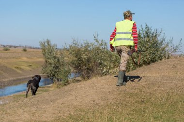Alman bir drathaar ve spanyel ile avcılar, yansıtıcı yelek giymiş köpeklerle güvercin avlıyorlar.