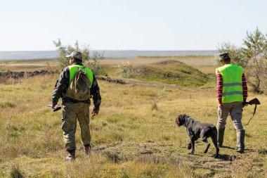 Alman bir drathaar ve spanyel ile avcılar, yansıtıcı yelek giymiş köpeklerle güvercin avlıyorlar.
