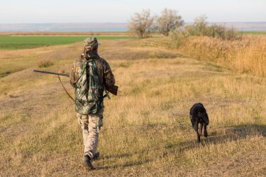 Alman bir drathaar ve spanyel ile avcılar, yansıtıcı yelek giymiş köpeklerle güvercin avlıyorlar.
