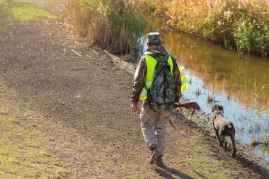 Alman bir drathaar ve spanyel ile avcılar, yansıtıcı yelek giymiş köpeklerle güvercin avlıyorlar.