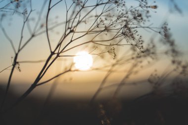 Ormanda güzel bir gün batımı