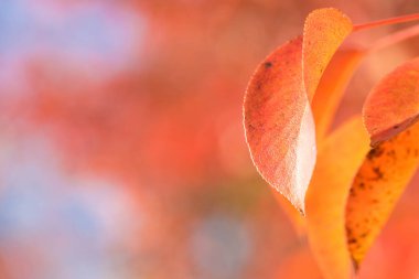 Sonbahar yaprakları, sonbahar bitkileri