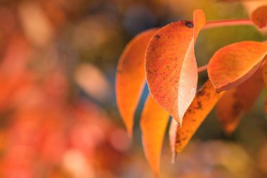 Sonbahar yaprakları, sonbahar bitkileri