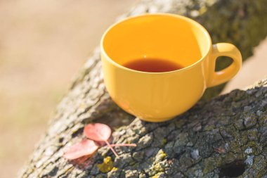 Sonbahar arka planında sarı kupa