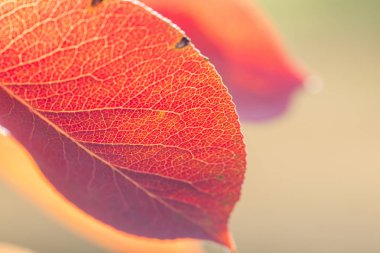 Kırmızı ve turuncu sonbahar arka plan bırakır, sıcak renkler altın sonbahar