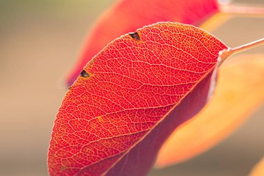 Kırmızı ve turuncu sonbahar arka plan bırakır, sıcak renkler altın sonbahar