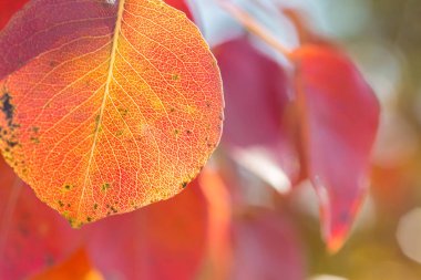 Kırmızı ve turuncu sonbahar arka plan bırakır, sıcak renkler altın sonbahar