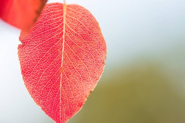 Kırmızı ve turuncu sonbahar arka plan bırakır, sıcak renkler altın sonbahar