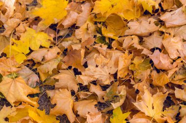 Kırmızı ve turuncu sonbahar arka plan bırakır, sıcak renkler altın sonbahar