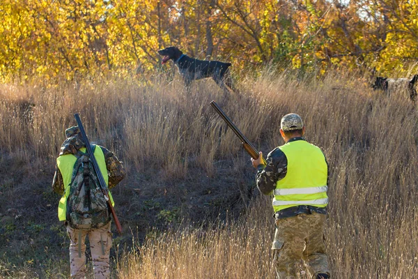 Cazadores Con Drathaar Alemán Spaniel Caza Palomas Con Perros Chalecos — Foto de Stock