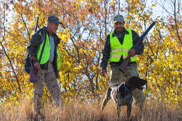 Cazadores Con Drathaar Alemán Spaniel Caza Palomas Con Perros Chalecos — Foto de Stock