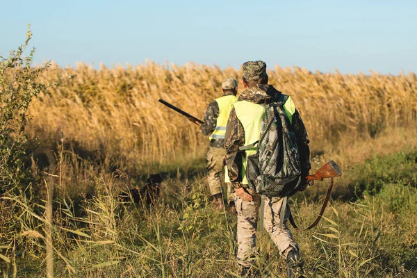 Cazadores Con Drathaar Alemán Spaniel Caza Palomas Con Perros Chalecos — Foto de Stock