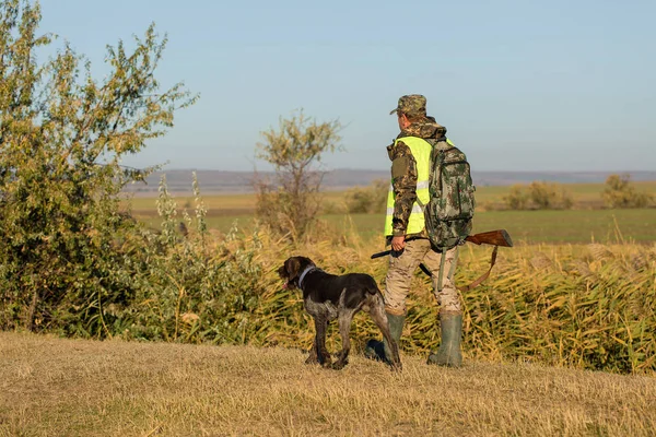 Alman bir drathaar ve spanyel ile avcılar, yansıtıcı yelek giymiş köpeklerle güvercin avlıyorlar.