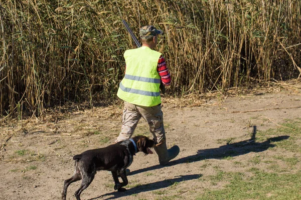 Alman Bir Drathaar Spanyel Ile Avcılar Yansıtıcı Yelek Giymiş Köpeklerle — Stok fotoğraf