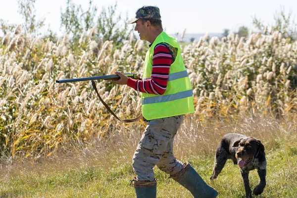 Alman Bir Drathaar Spanyel Ile Avcılar Yansıtıcı Yelek Giymiş Köpeklerle — Stok fotoğraf