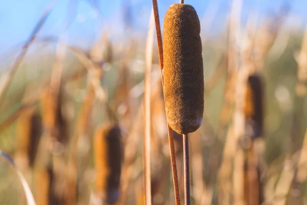 Крупним Планом Пшеничне Поле — стокове фото