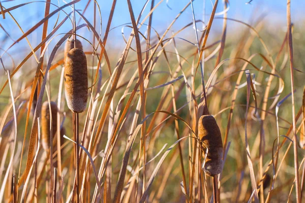 Belos Juncos Selvagens Floresta — Fotografia de Stock