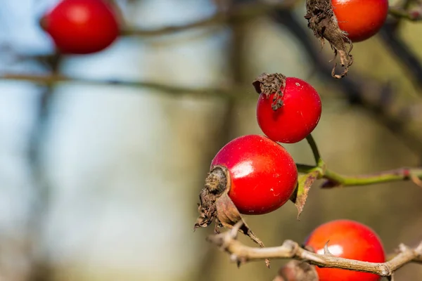 Baies Rouges Sur Une Branche Arbre — Photo