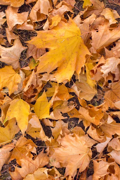 Красный Оранжевый Осенние Листья Фон Золотая Осень Теплых Тонах — стоковое фото