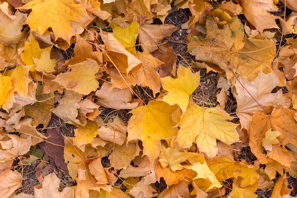 Красный Оранжевый Осенние Листья Фон Золотая Осень Теплых Тонах — стоковое фото