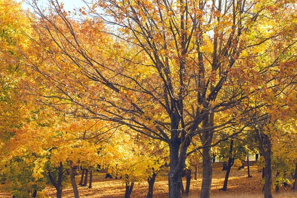 Red Orange Autumn Leaves Background Golden Autumn Warm Colors — Stock Photo, Image