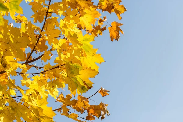 Red Orange Autumn Leaves Background Golden Autumn Warm Colors — Stock Photo, Image