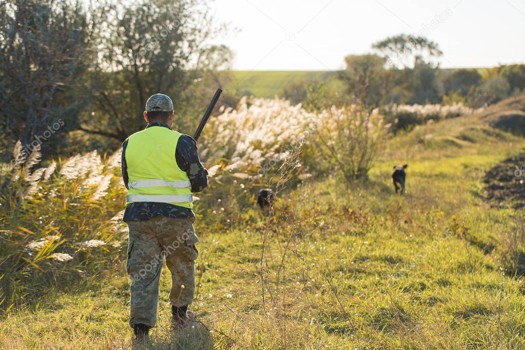 Hunters with a german drathaar and spaniel, pigeon hunting with dogs in reflective vests