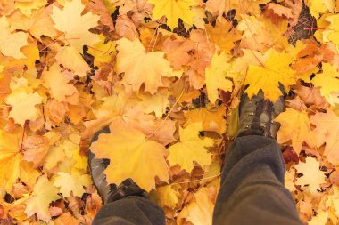 Kırmızı ve turuncu sonbahar arka plan bırakır, sıcak renkler altın sonbahar