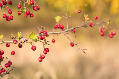 kırmızı meyveler bir çalılığın dalında
