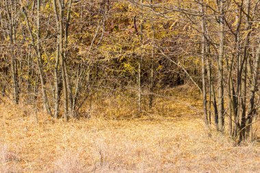 Ağaçlar ve yapraklarla dolu sonbahar ormanı