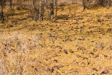 Parktaki sonbahar ormanı