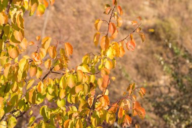 Kırmızı ve turuncu sonbahar arka plan bırakır, sıcak renkler altın sonbahar