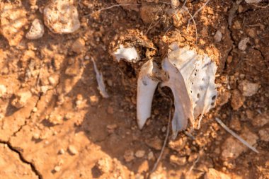 Küçük bir kürekle bir ağaç kütüğünün yakın plan çekimi.