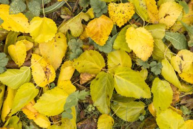 Kırmızı ve turuncu sonbahar arka plan bırakır, sıcak renkler altın sonbahar