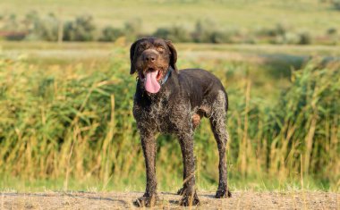 Alman avcılık bekçi köpeği drathaar, güzel köpek portre