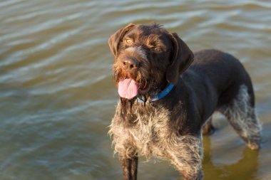 Alman avcılık bekçi köpeği drathaar, güzel köpek portre
