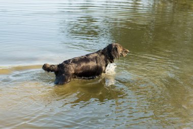 Alman avcılık bekçi köpeği drathaar, güzel köpek portre
