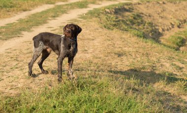 Alman avcılık bekçi köpeği drathaar, güzel köpek portre