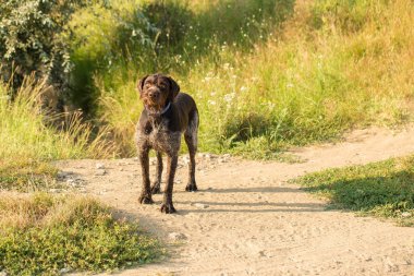 Alman avcılık bekçi köpeği drathaar, güzel köpek portre