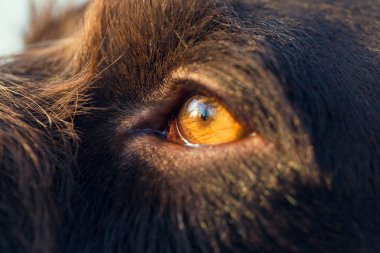 Alman avcılık bekçi köpeği drathaar, güzel köpek portre