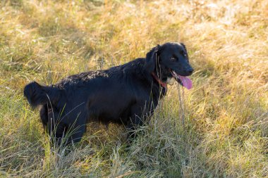 Alman avcılık bekçi köpeği drathaar, güzel köpek portre